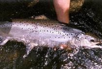 Atlantic Salmon