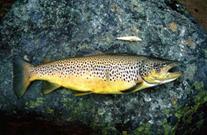 Brown Trout