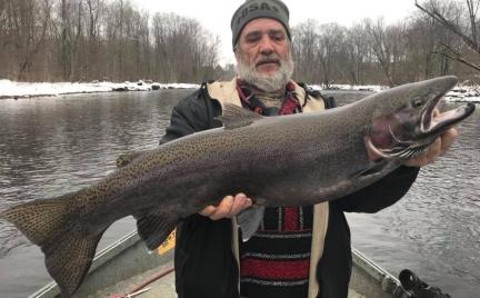 big steelhead salmon river ny