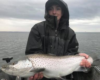 Lake Ontario Brown Trout